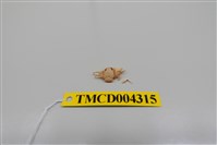 藏品(遠方岩瓷蟹)的圖片